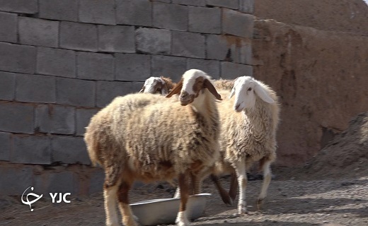 افشار در دام رونق / نژادی که تولید را دو برابر می&zwnj;کند