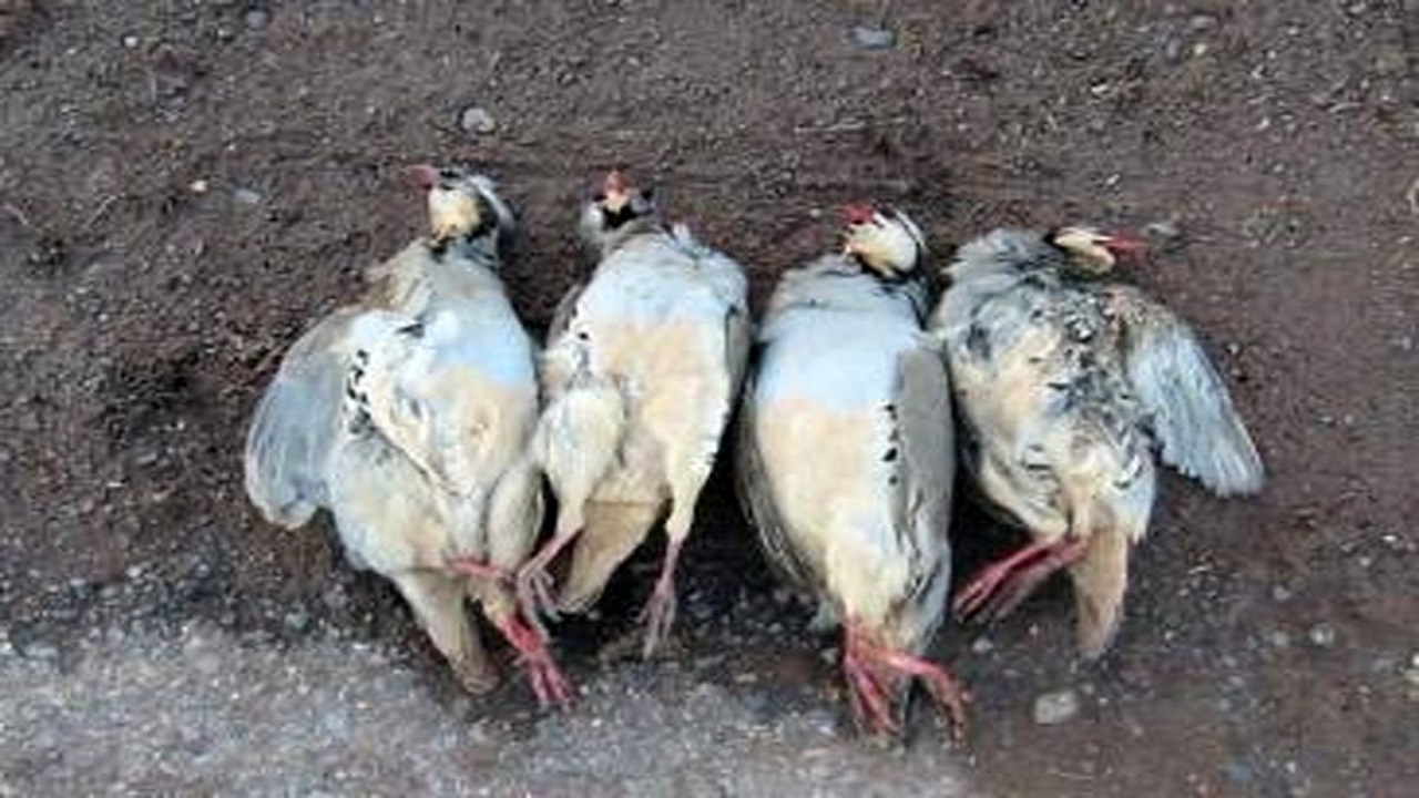 کشف لاشه چهار کبک از موتور ماشین شکارچیان در منطقه ارس سیستان+ فیلم