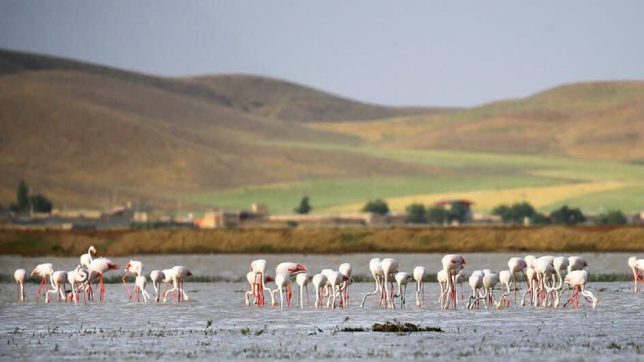 عاق طبیعت دامن آق گل را گرفت