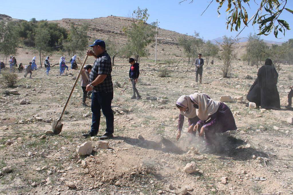 نمایان شدن بهار در لارستان با کاشت نهال + تصاویر