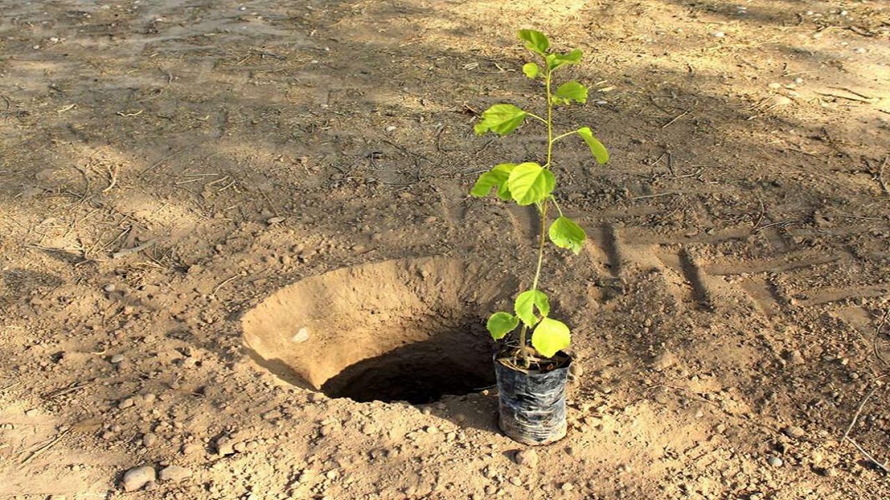 ۵۰۰ نهال در مراتع روستای فخرآوری گناوه کاشته شد