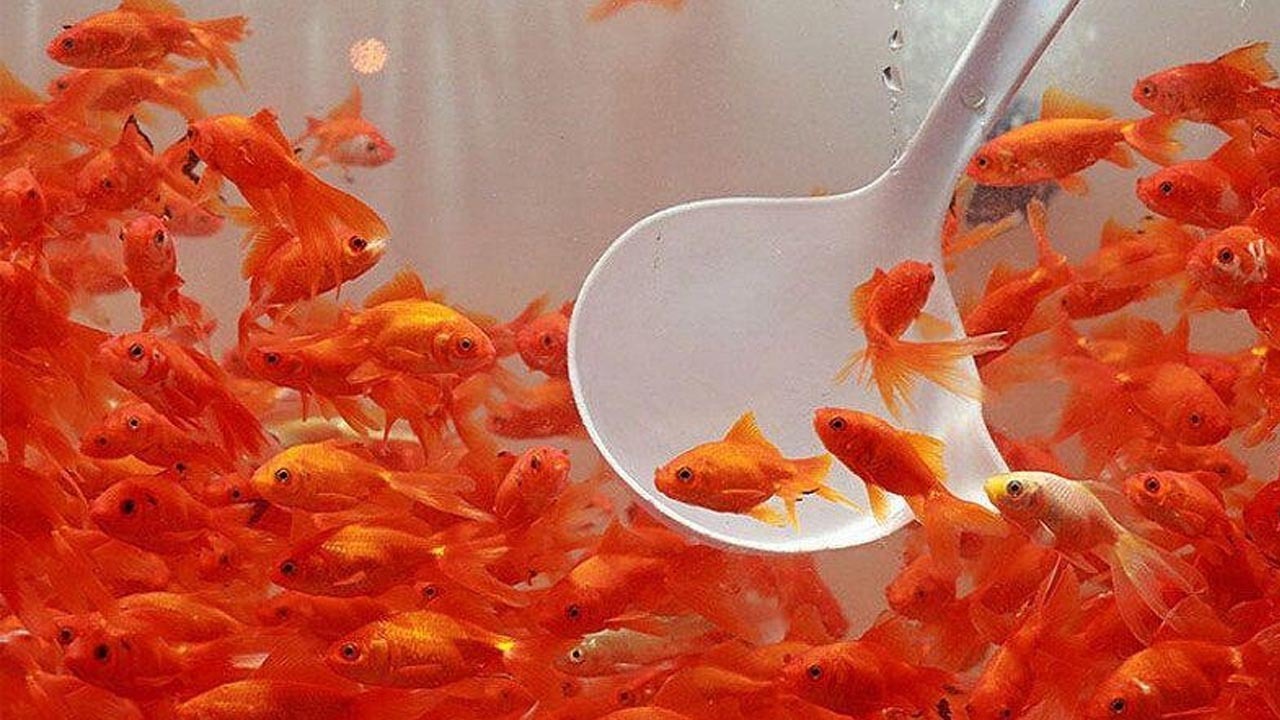 تهیه ماهی عید از مراکز معتبر، بهداشتی و تحت نظارت دامپزشکی