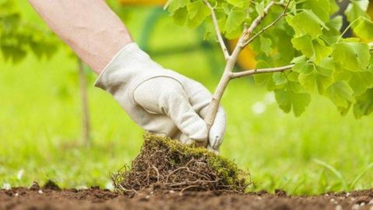 کاشت بیش از ۱۲هزار درخت در شهر زرند