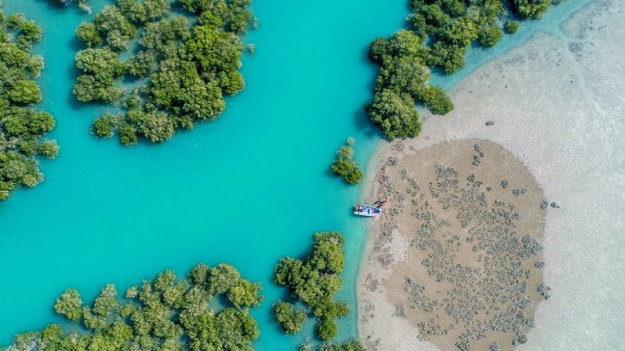 فیلمی از جنگل زیبای حرا قشم