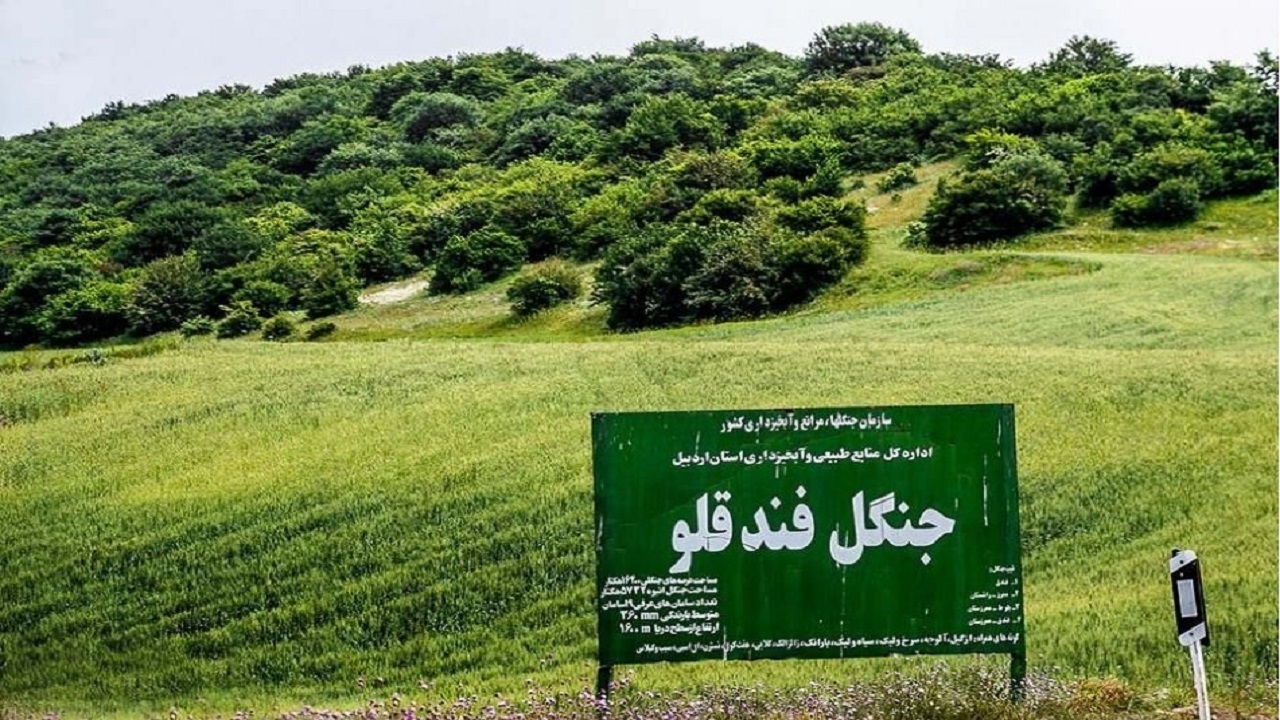 احیای ۶۳ هکتار از جنگل‌های اردبیل/ ۲۰ هزار اصله نهال توزیع می‌شود