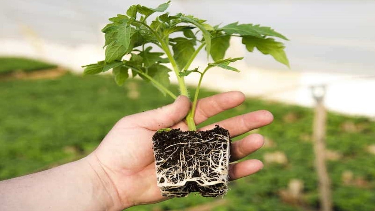 ۴ گام کلیدی برای داشتن ایران سبز