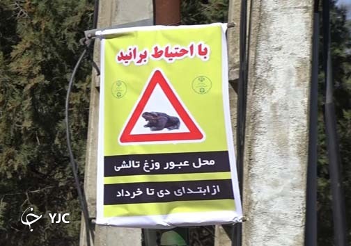 ماموریتی برای نجات بزرگترین دوزیست ایران + تصاویر