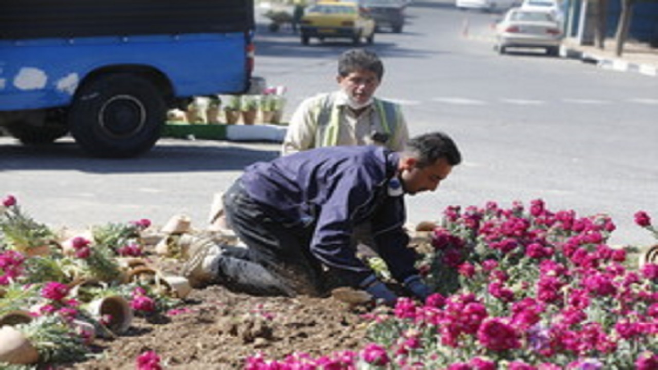 کاشت ۲۵ هزار انواع گل بهاری در شهر ملایر