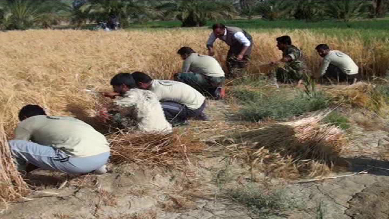بیمه بیش از نیمی از گندم سیستان وبلوچستان