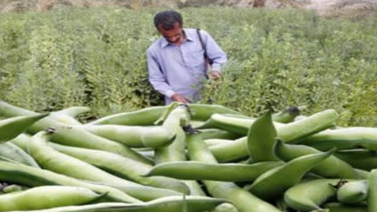 برداشت باقلا ۲۸۰ هکتار از مزارع لاشار آغاز شد