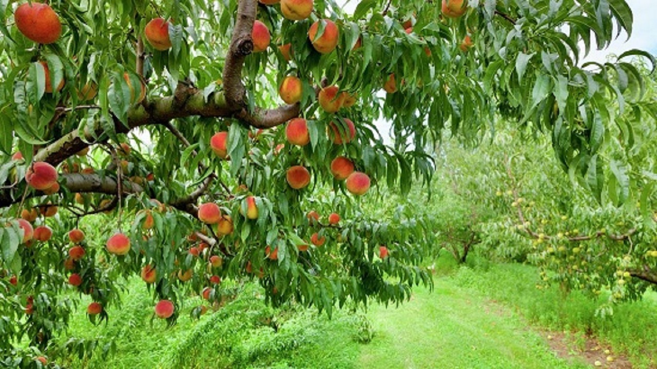هزار هکتار از اراضی کشت و صنعت مغان به بخش خصوصی واگذار شد
