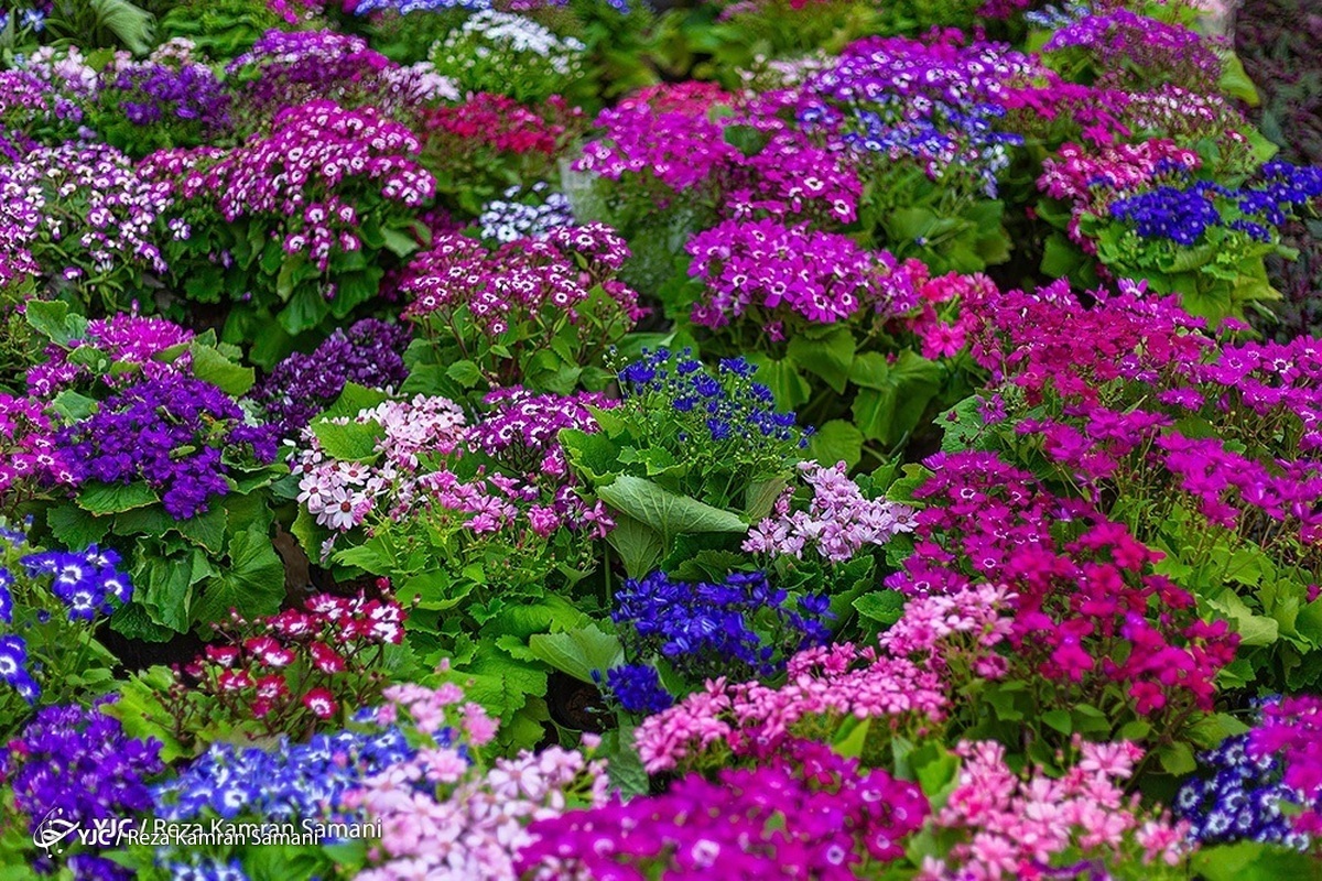 زیباسازی شهر مشهد به مناسبت نوروز ۱۴۰۲