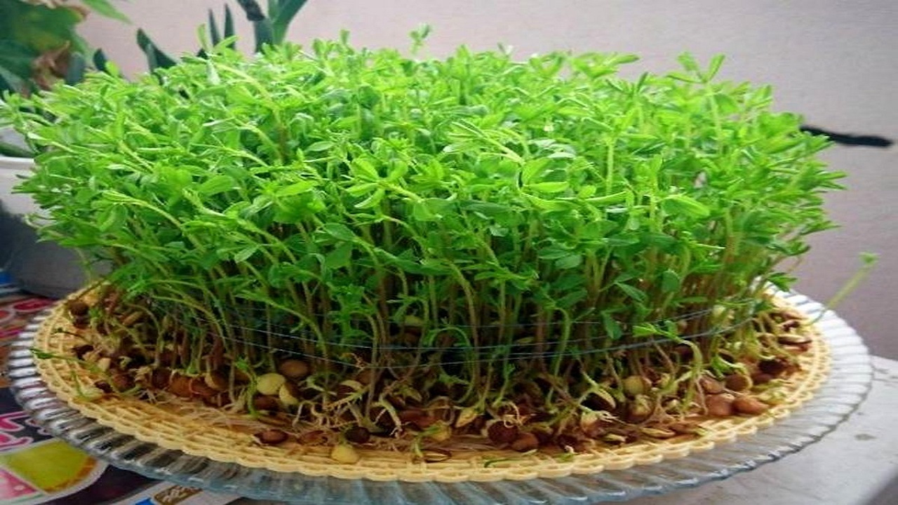 با تخم کدو چطور سبزه بکاریم؟