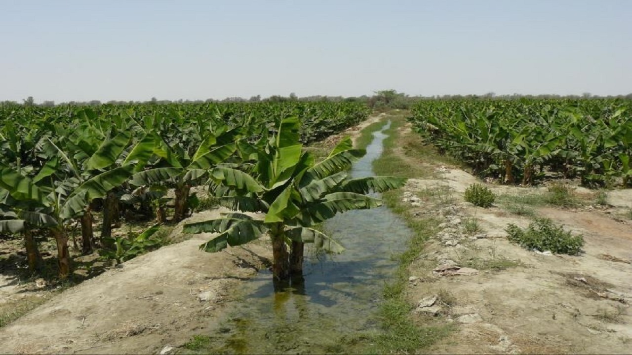 افزایش سطح زیر کشت موزستان در شهرستان دشتیاری