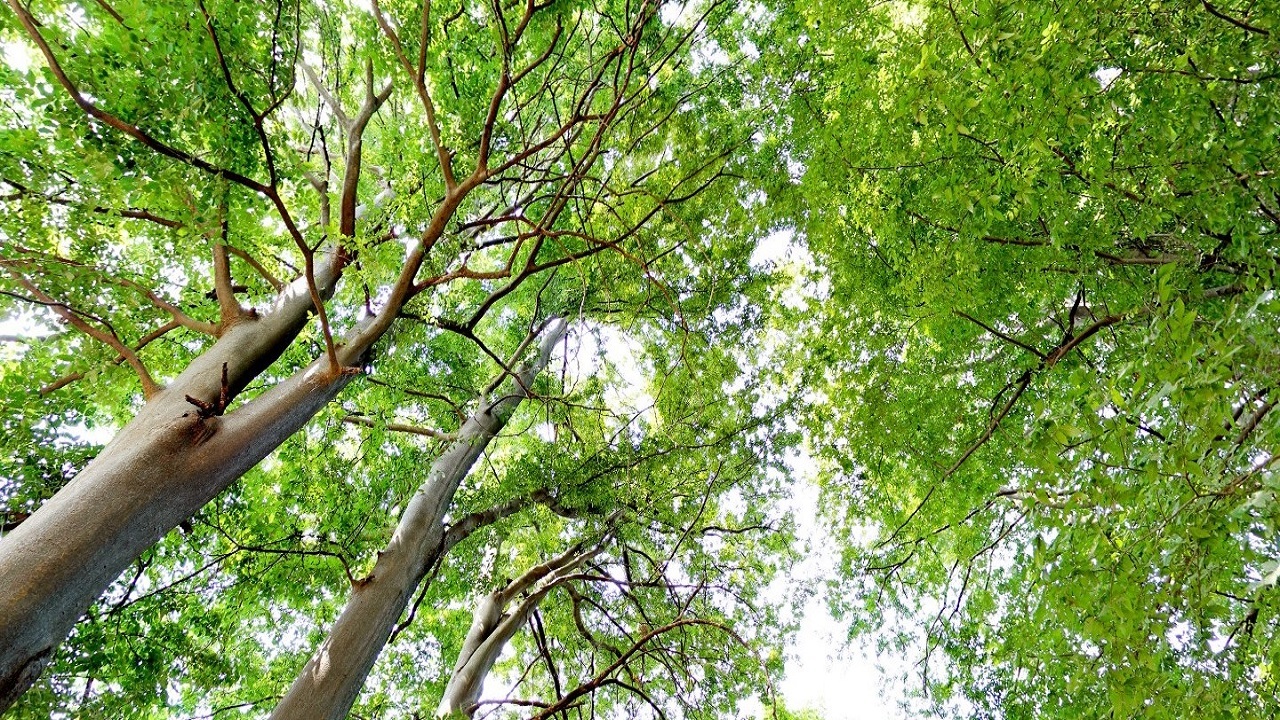 اینجا گیلان است؛ سرسبز، با طراوت و همیشه زیبا