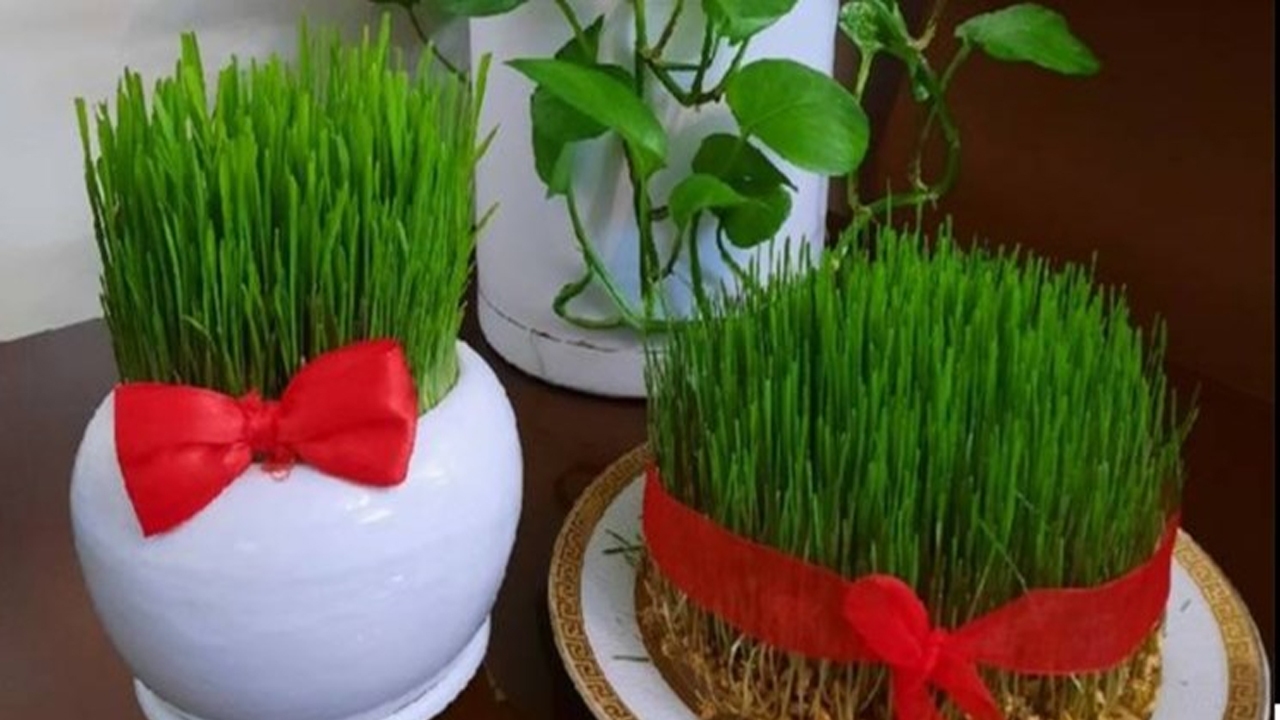 با دستان خودتان سبزه بکارید