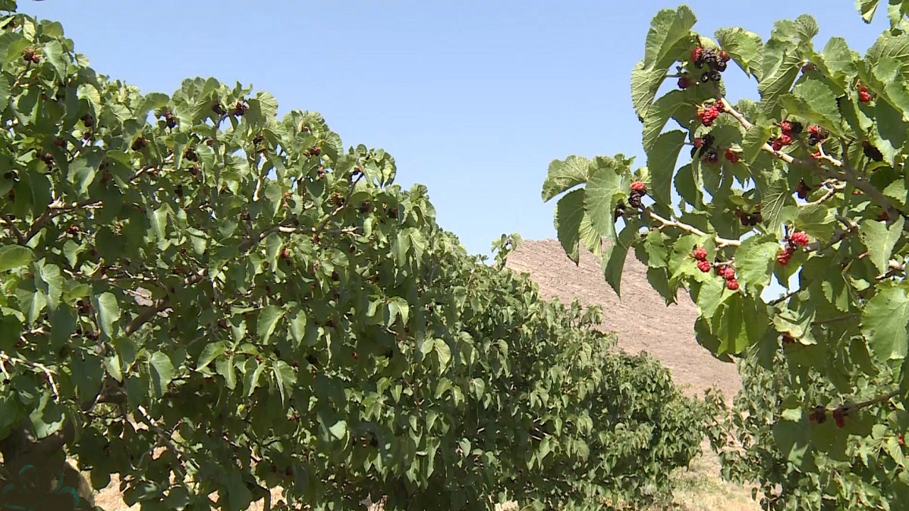 توسعه نوغانداری با کاشت ۱۲ هزار نهال توت در آذربایجان غربی