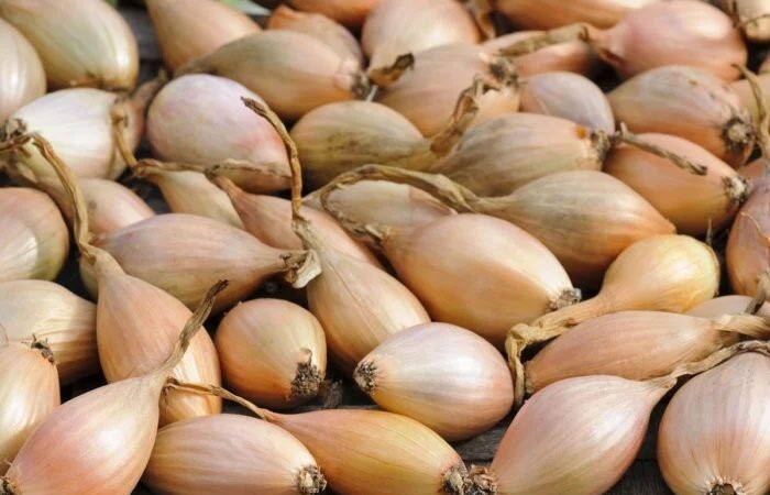 موسیر