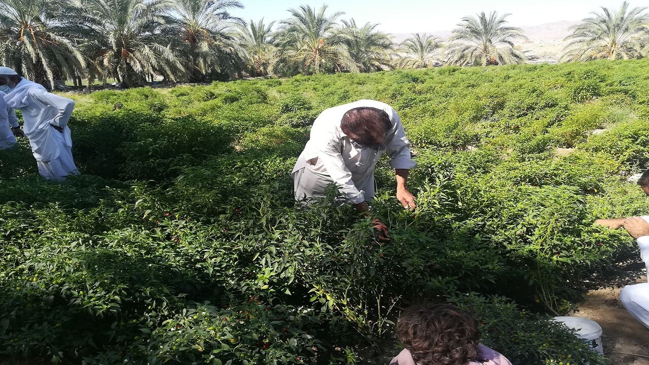 برداشت باقلا از زمین‌های کشاورزی سیستان و بلوچستان