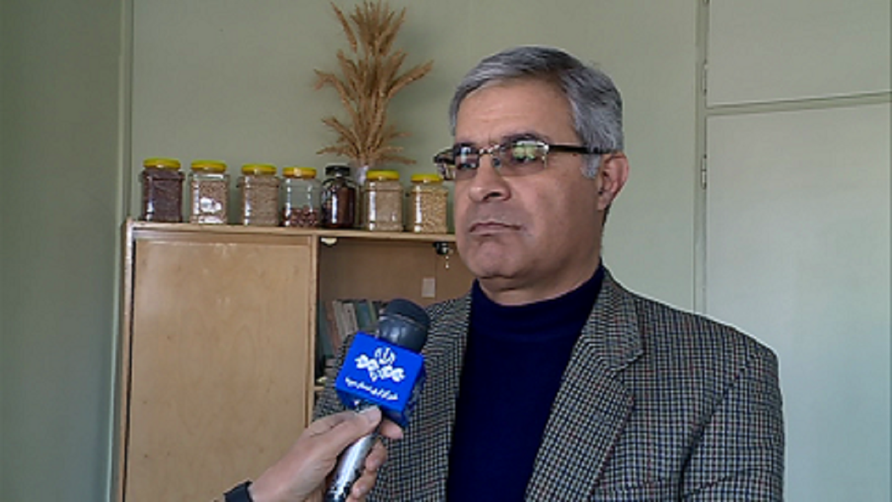 تحقق ۶۲ درصدی کشت قراردادی گندم در استان مرکزی