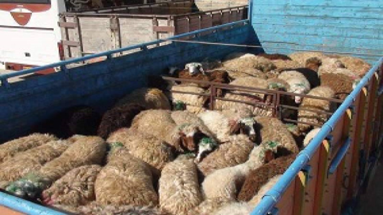 کشف دام قاچاق در مرز‌های جنوب استان آذربایجان غربی