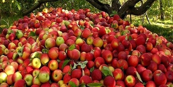 ورود اولین محموله سیب درختی طرح تنظیم بازار شب عید به کرمان