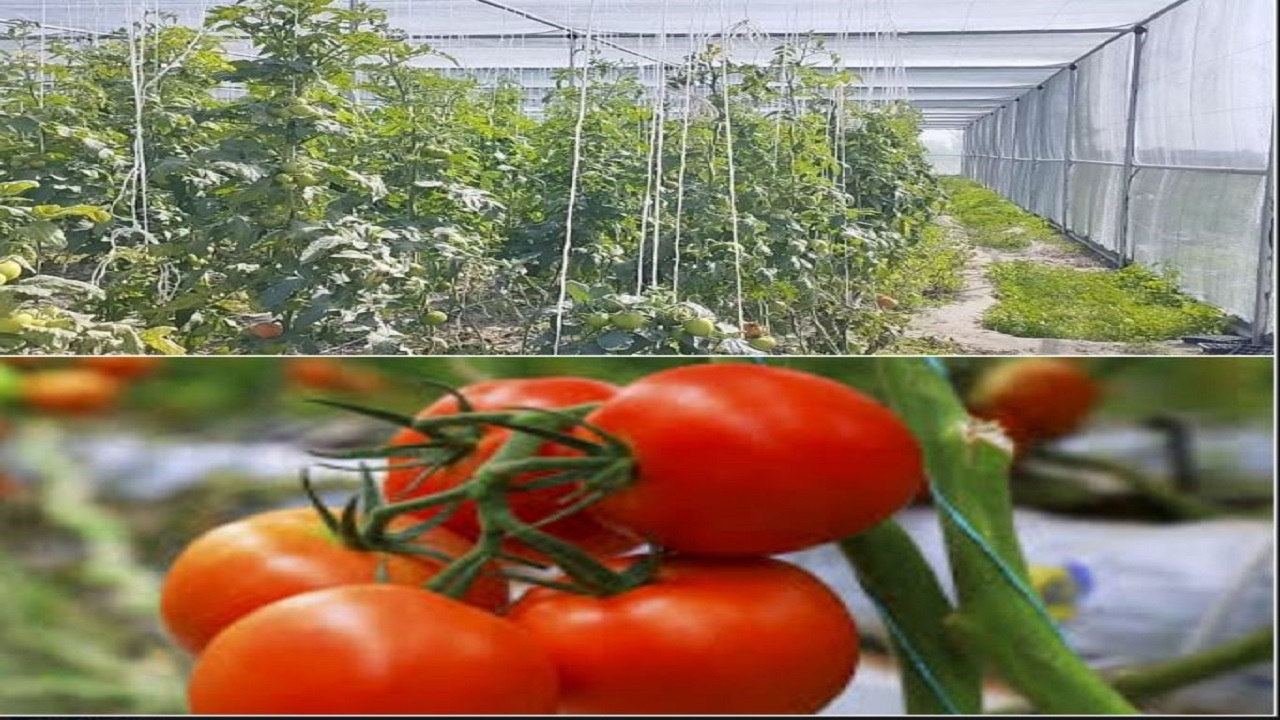 برداشت ۱۰۰تن گوجه فرنگی داربستی برای اولین بار در شهرستان زرآباد