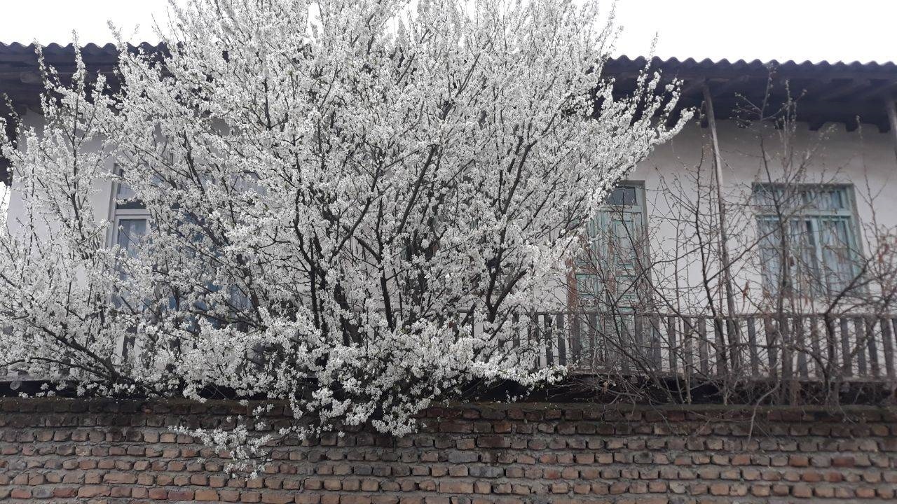 رخ نمایی شکوفه‌های درختان در روستای باغو بندرگز + تصاویر