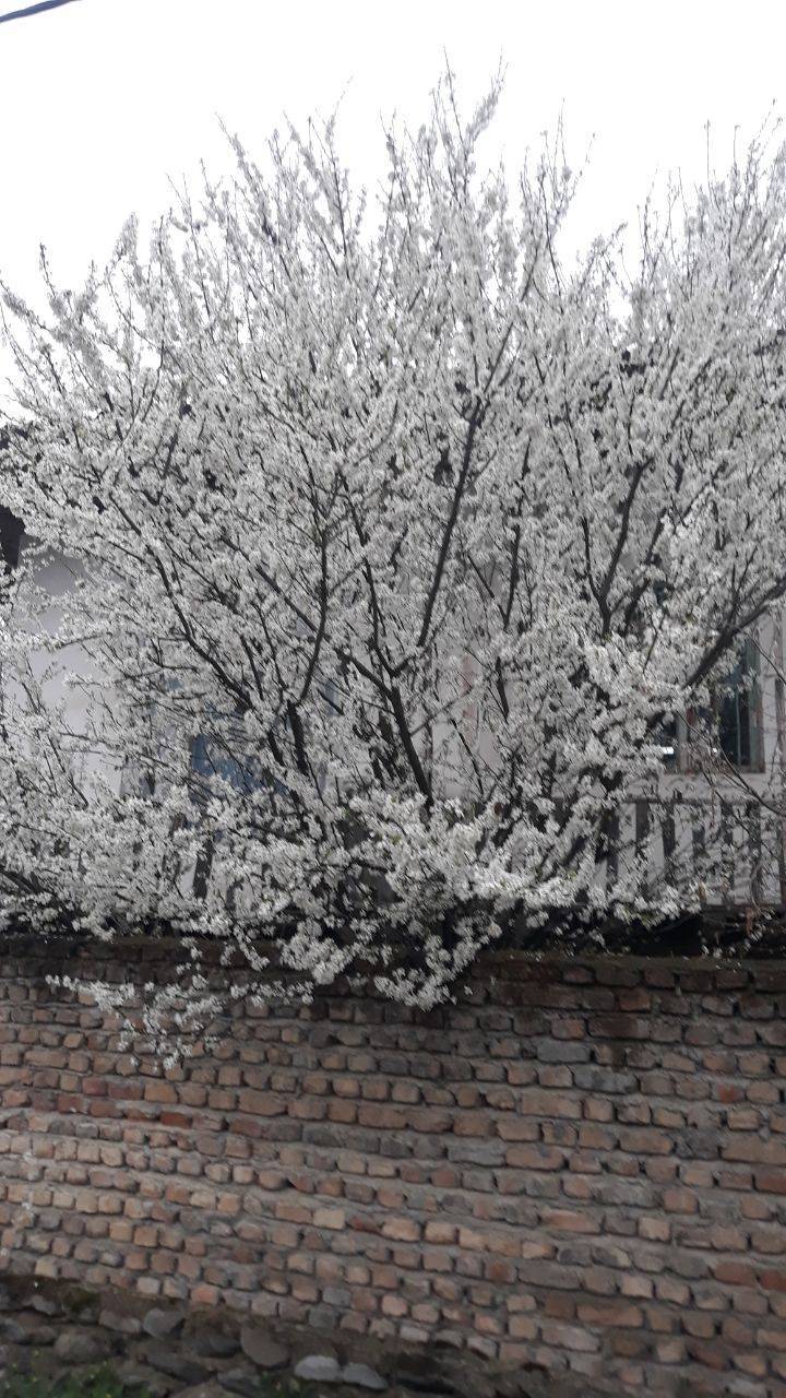 شکوفه درخت