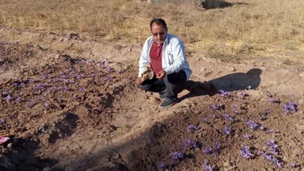کشت سنتی طلای سرخ درآمد چندانی برای کشاورزان ندارد