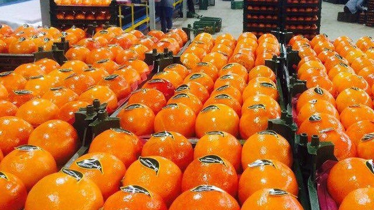 ذخیره ۱۱۰۰ تن میوه شب عید در اصفهان
