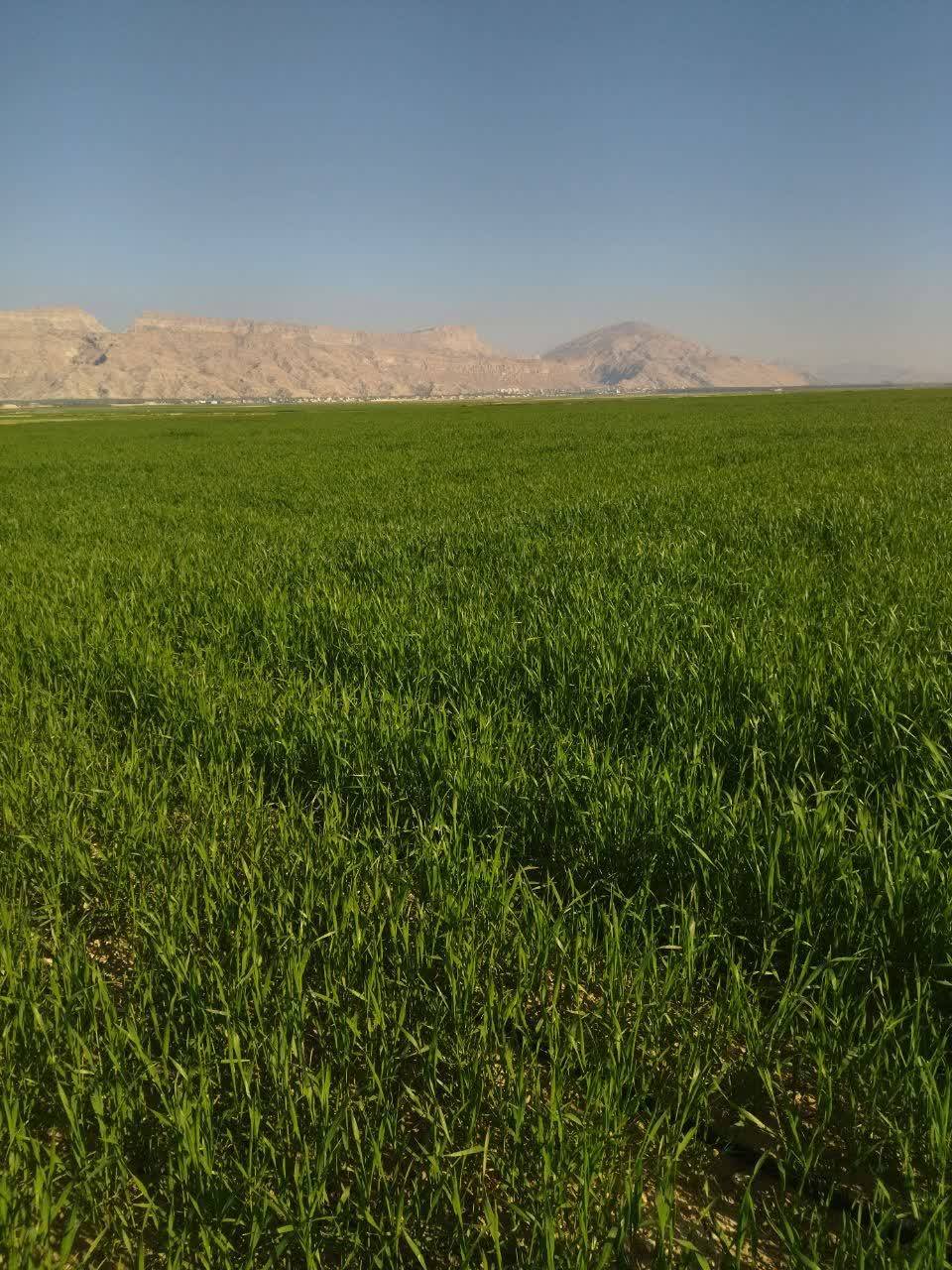 رویش گل های بهاری
