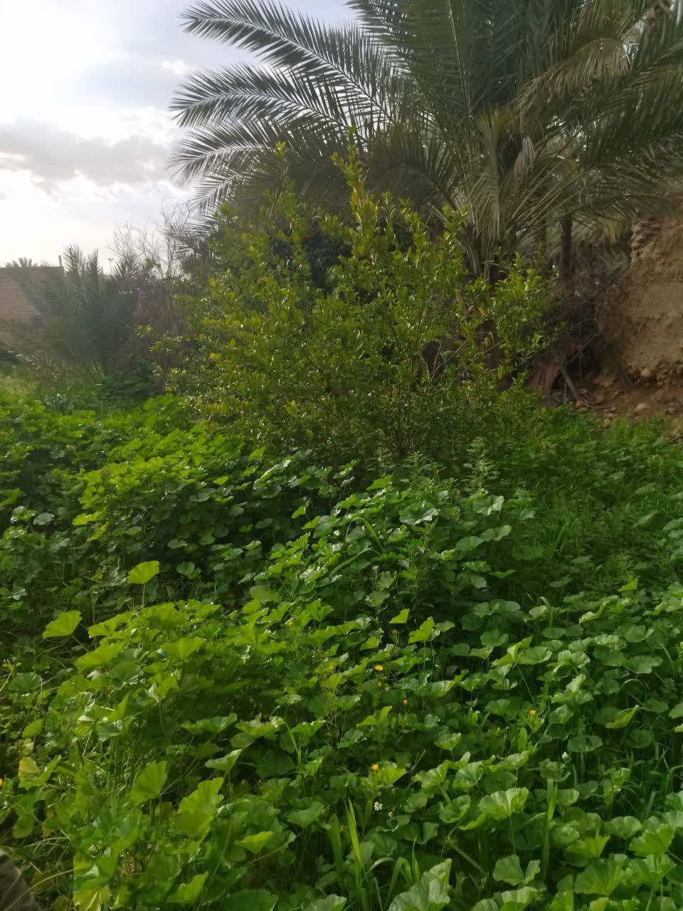 طبیعت بهاری