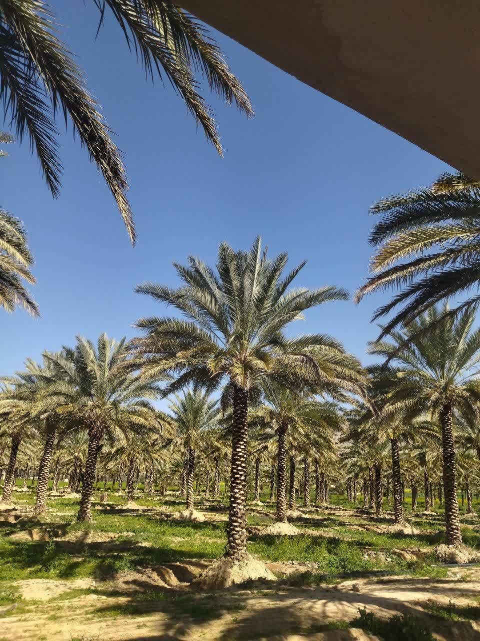 نخلستان