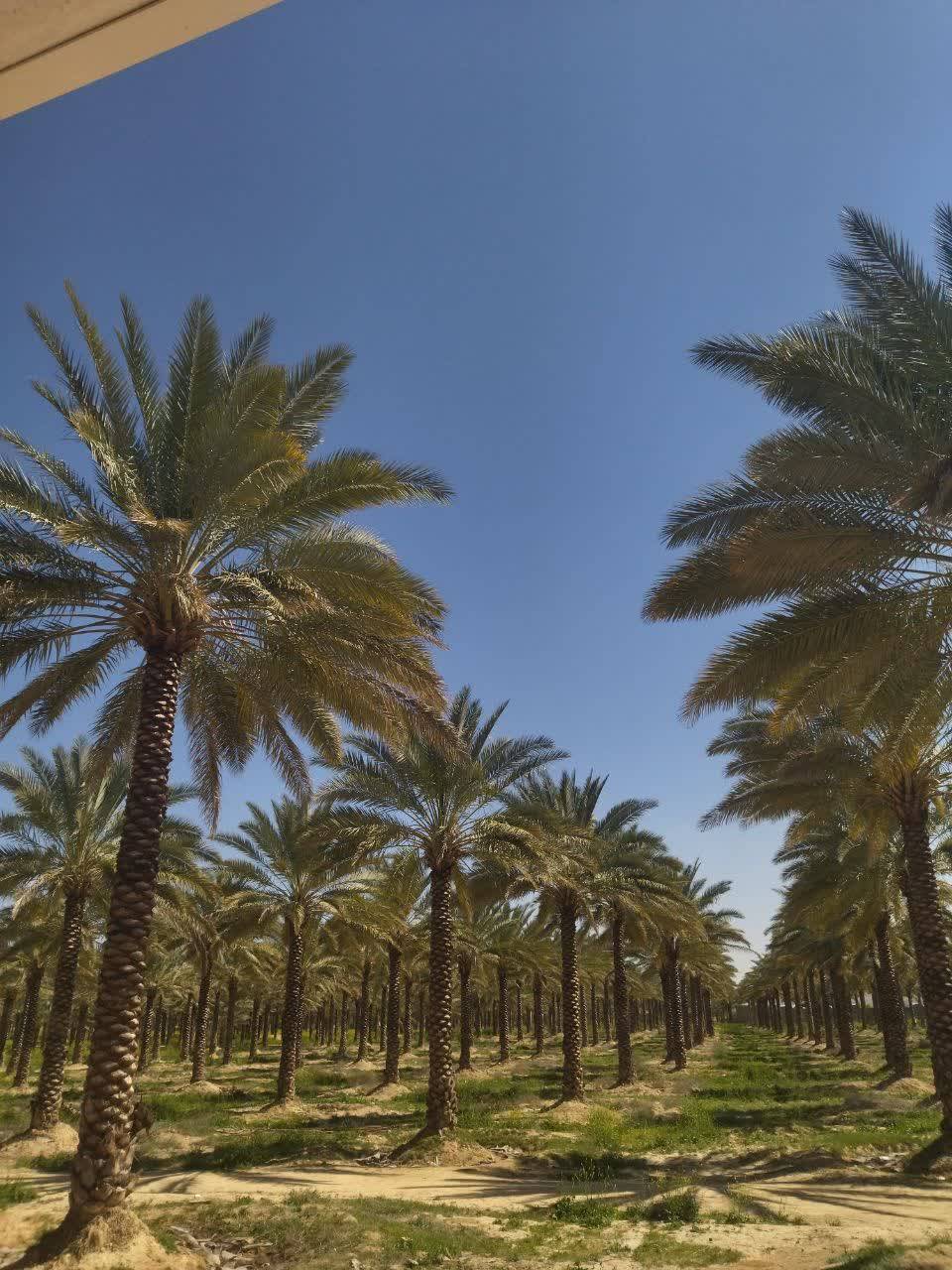 درختان نخل