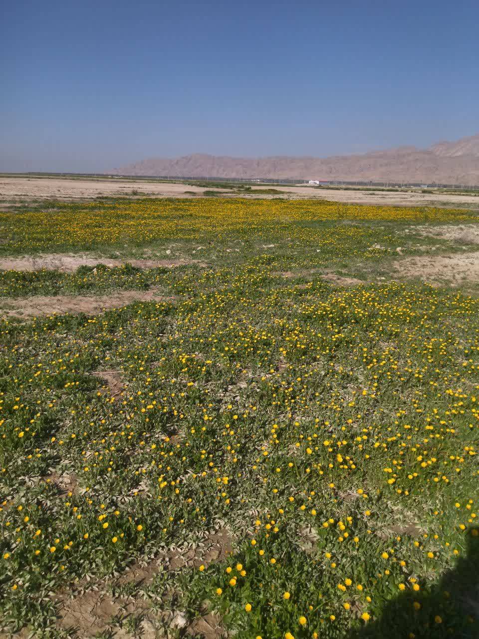 گل های بهاری