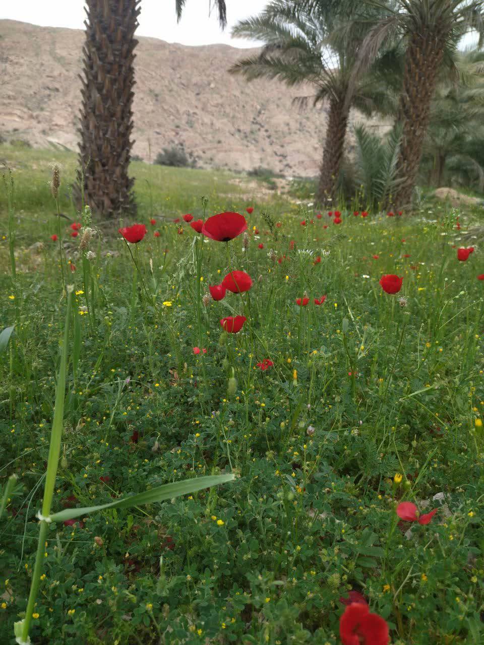 گل های بهاری