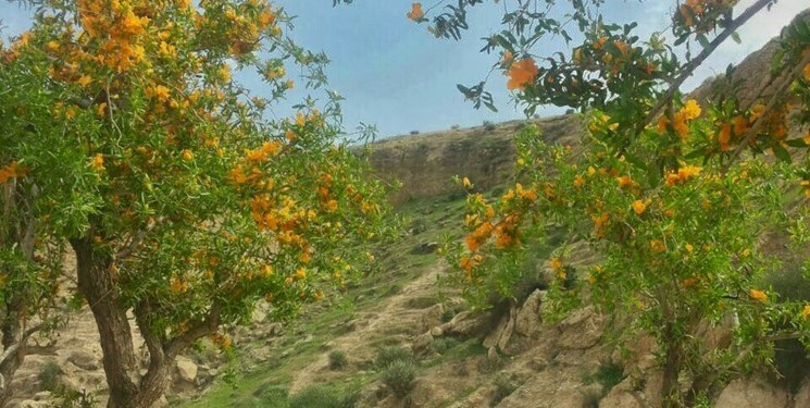انار شیطان