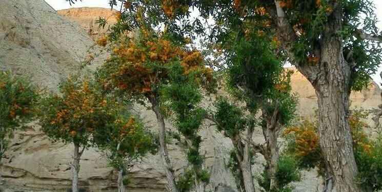 انار شیطان