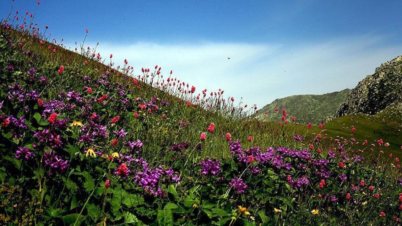 شناسایی ۱۵۰ گونه گیاهی در یکی از عرصه‌های منابع‌طبیعی کبودراهنگ