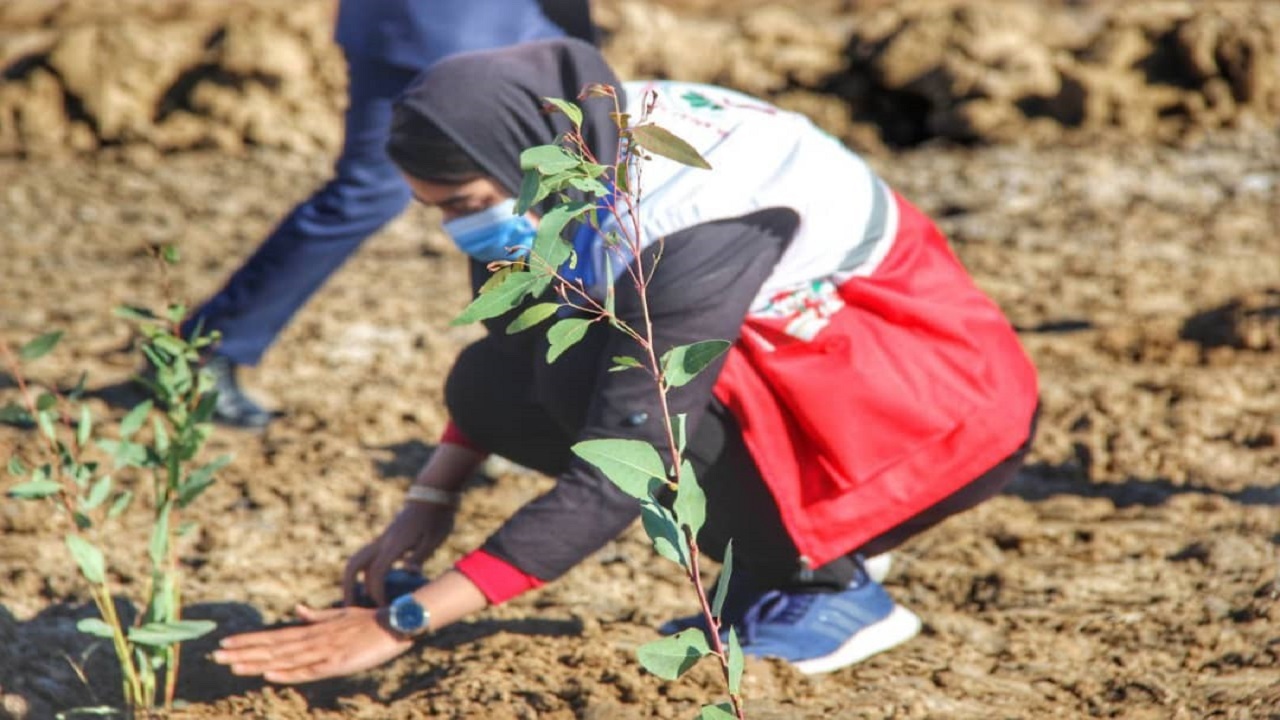 کاشت ۲۵۰۰ اصله نهال توسط جمعیت هلال احمر استان اردبیل