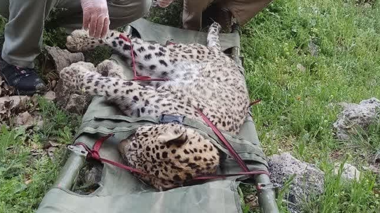 کشف لاشه یک توله پلنگ در گچساران