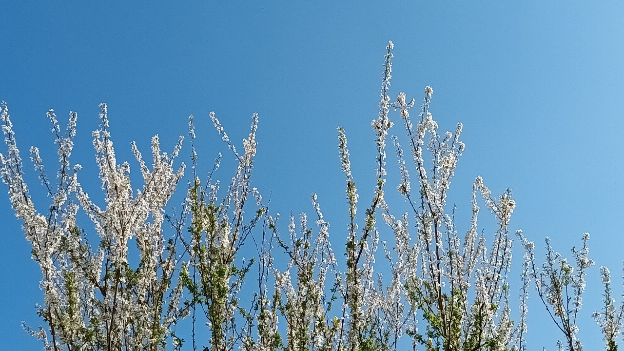صدای پای بهار در رشت + تصاویر