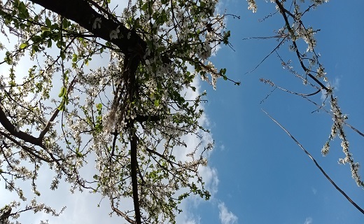 صدای پای بهار در رشت + تصاویر