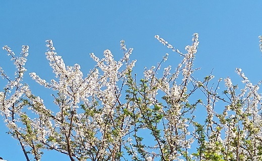صدای پای بهار در رشت + تصاویر