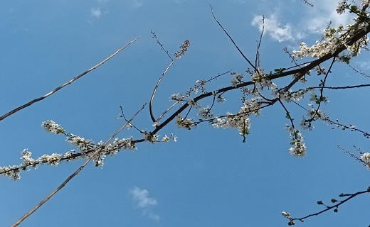 صدای پای بهار در رشت + تصاویر