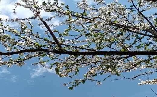 صدای پای بهار در رشت + تصاویر