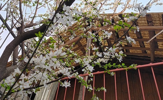 صدای پای بهار در رشت + تصاویر