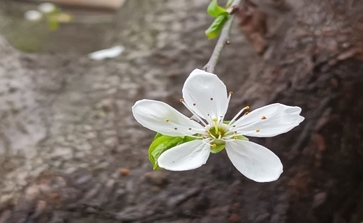 صدای پای بهار در رشت + تصاویر