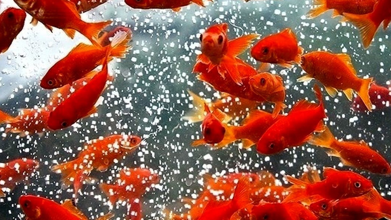 چند نکته درباره خرید و نگهداری ماهی قرمز